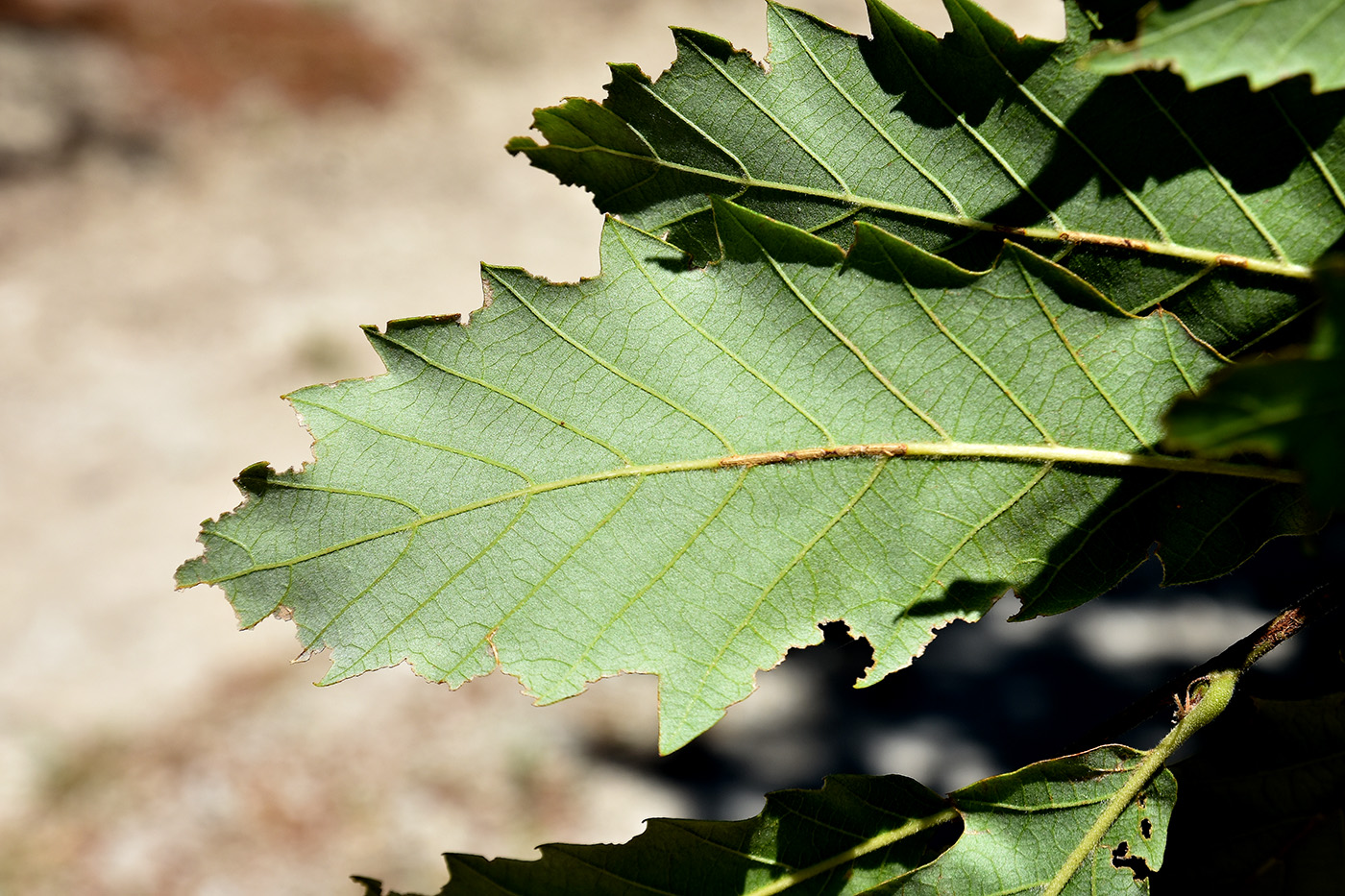 Изображение особи Quercus cerris.