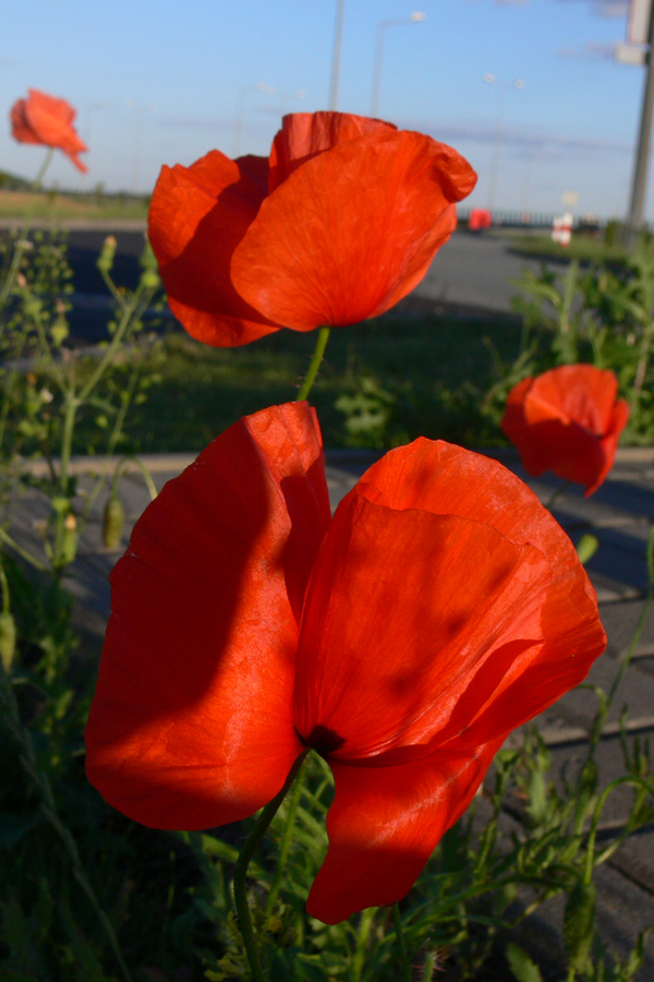 Image of Papaver rhoeas specimen.