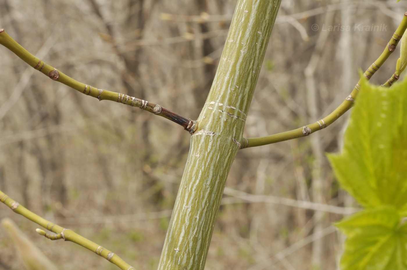Image of Acer tegmentosum specimen.