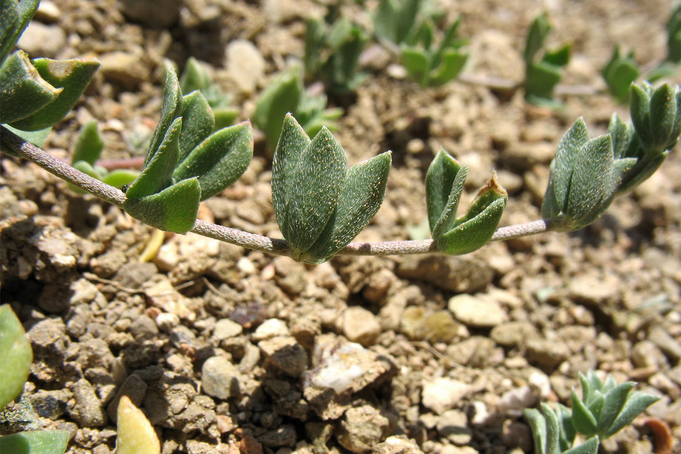 Image of Lotus creticus specimen.