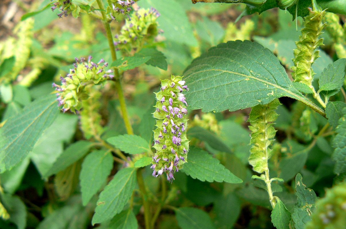 Изображение особи Elsholtzia ciliata.