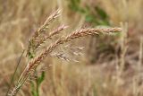 Agropyron desertorum. Колосья с притаившимся жуком. Алтайский край, Благовещенский р-н, окр. пос. Степное озеро, разнотравно-злаковая степь на залежи. 02.07.2020.