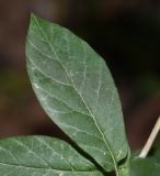 Image of taxon representative. Author is Татьяна Мальчинская