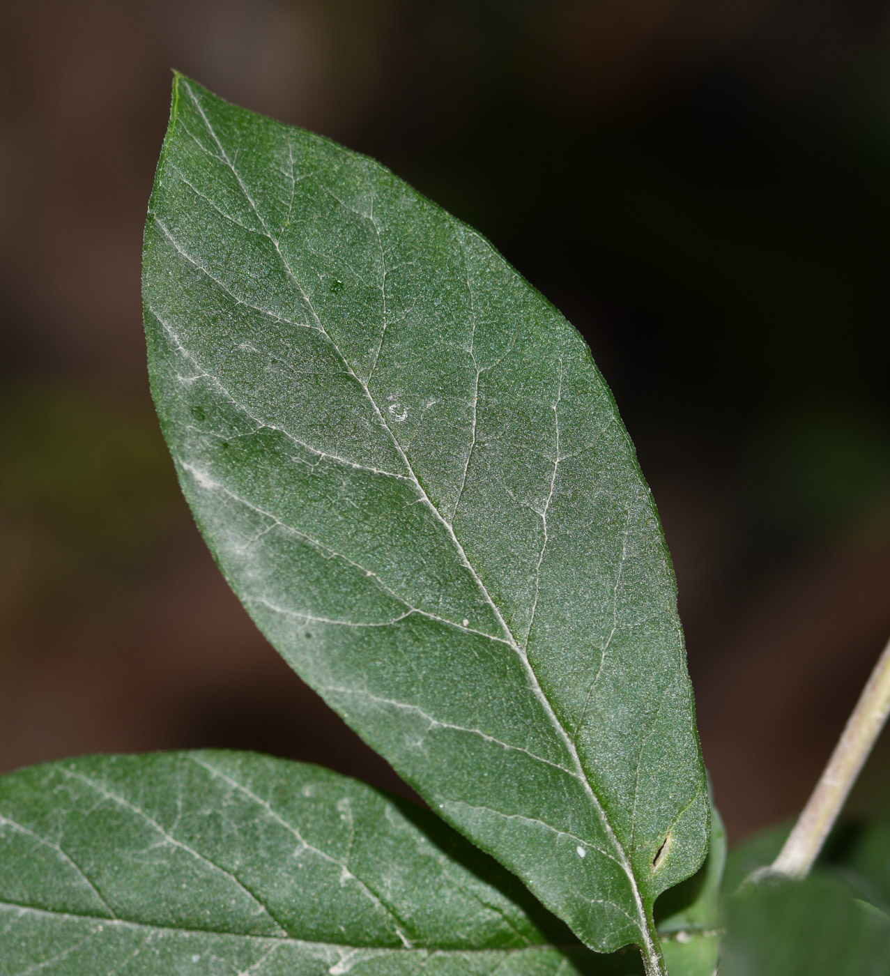 Image of Cobaea scandens specimen.