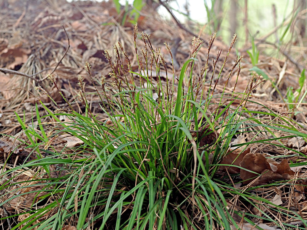 Изображение особи Carex digitata.