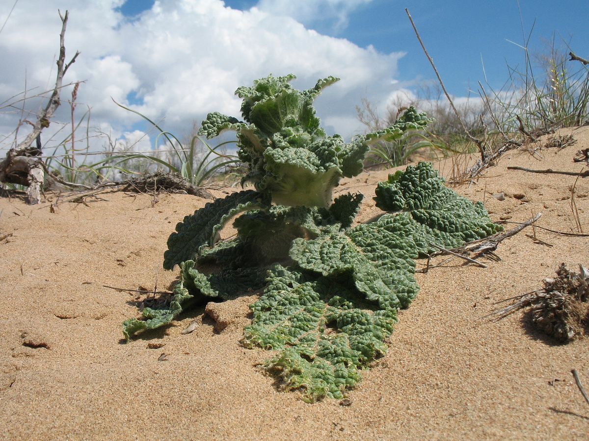 Image of Eremostachys isochila specimen.