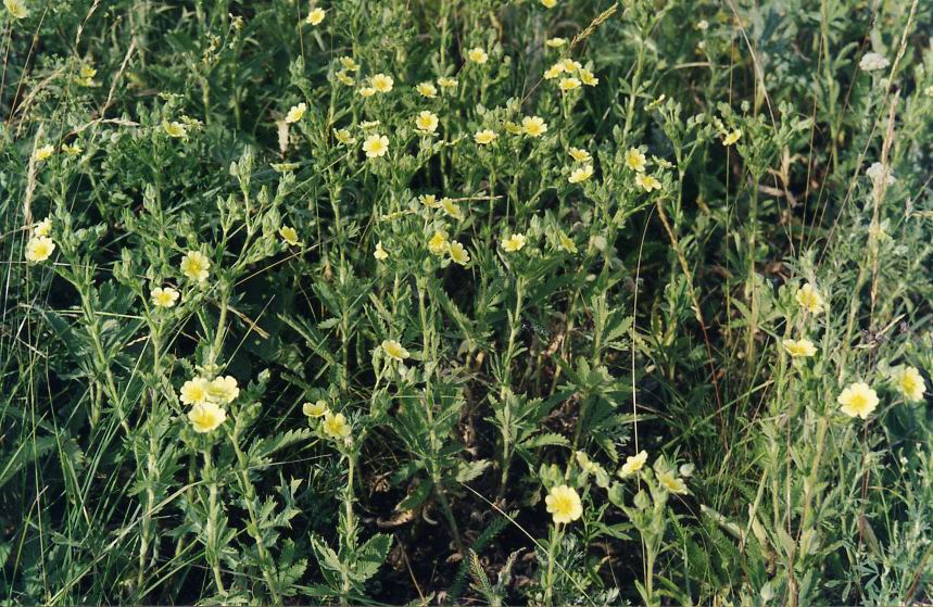 Изображение особи Potentilla leucotricha.