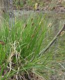 Carex appropinquata