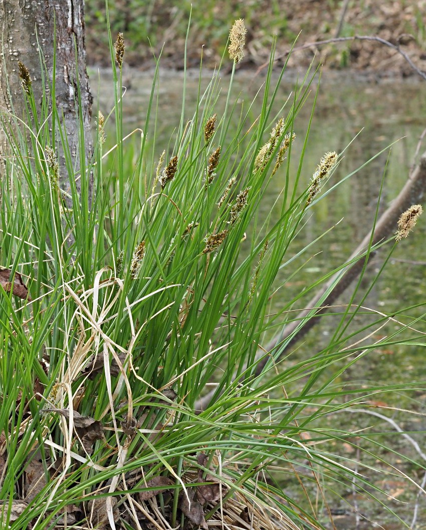 Изображение особи Carex appropinquata.