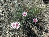 Tragopogon marginifolius