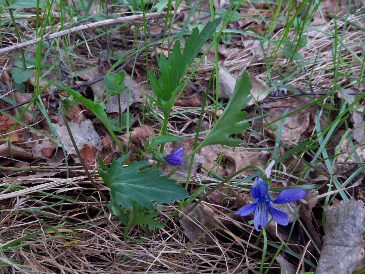 Изображение особи Viola incisa.