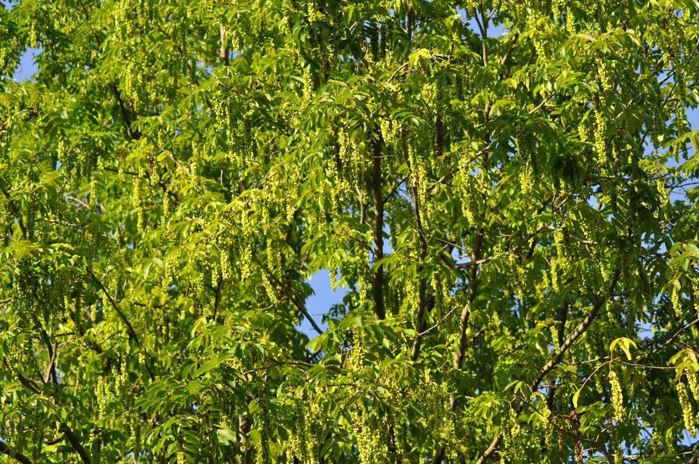 Image of Pterocarya fraxinifolia specimen.