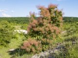 Cotinus coggygria. Плодоносящее растение. Краснодарский край, Крымский р-н, окр. станицы Неберджаевская, ур. Темрючки, старый заброшенный мергелевый карьер, на отвале грунта. 14.06.2021.