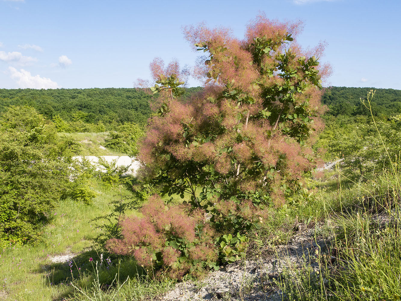 Image of Cotinus coggygria specimen.