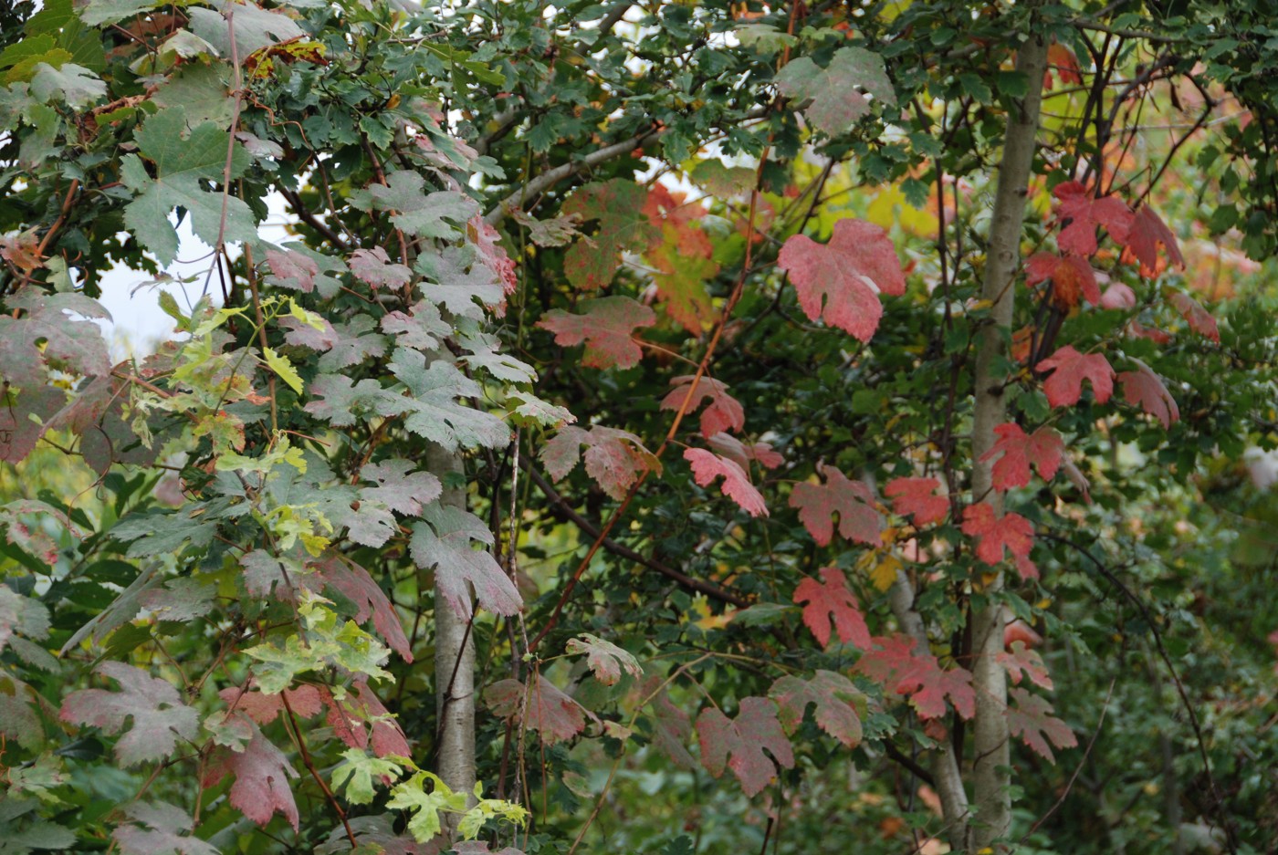 Image of Vitis gmelinii specimen.