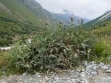 Cirsium balkharicum