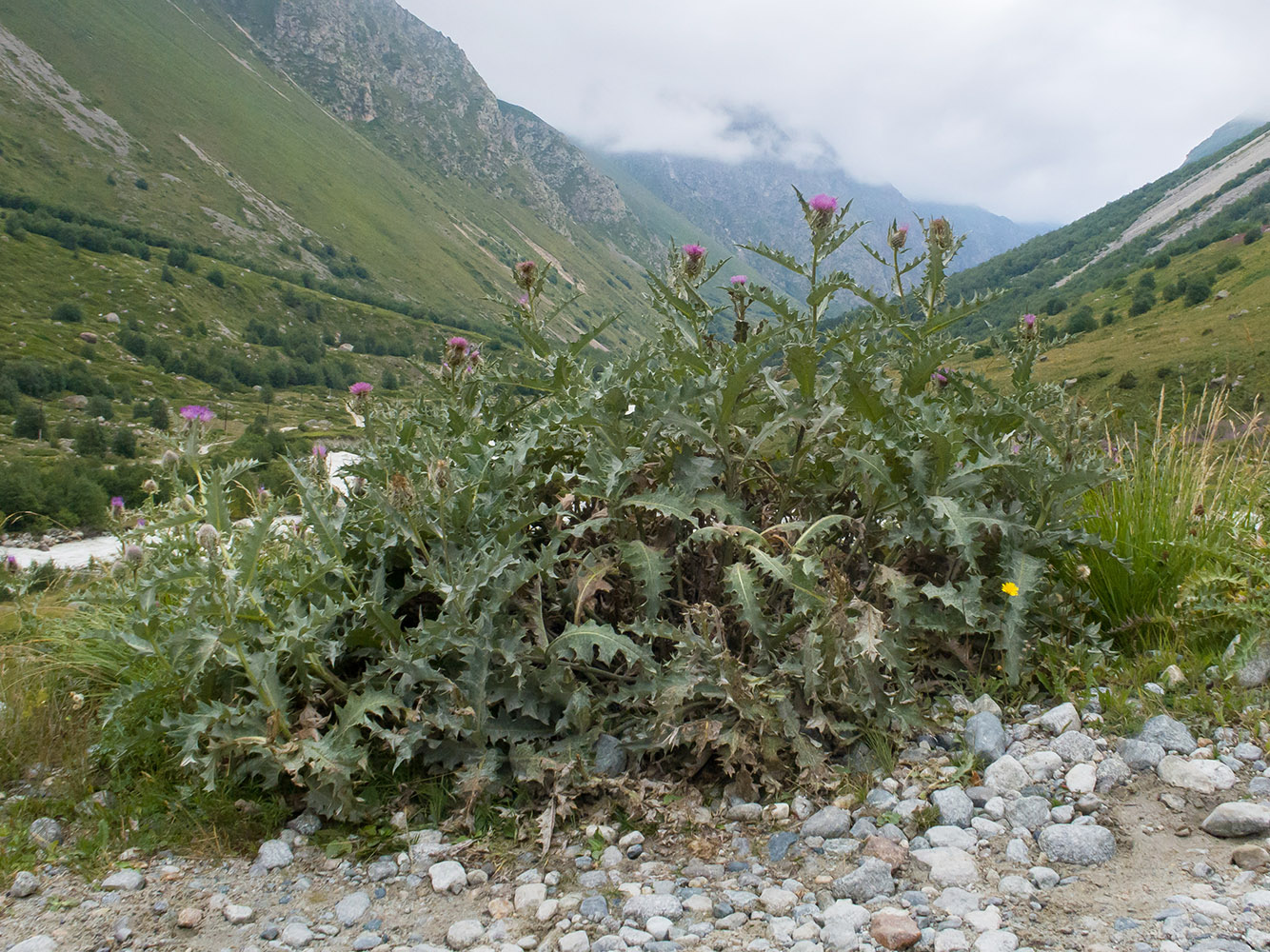 Изображение особи Cirsium balkharicum.