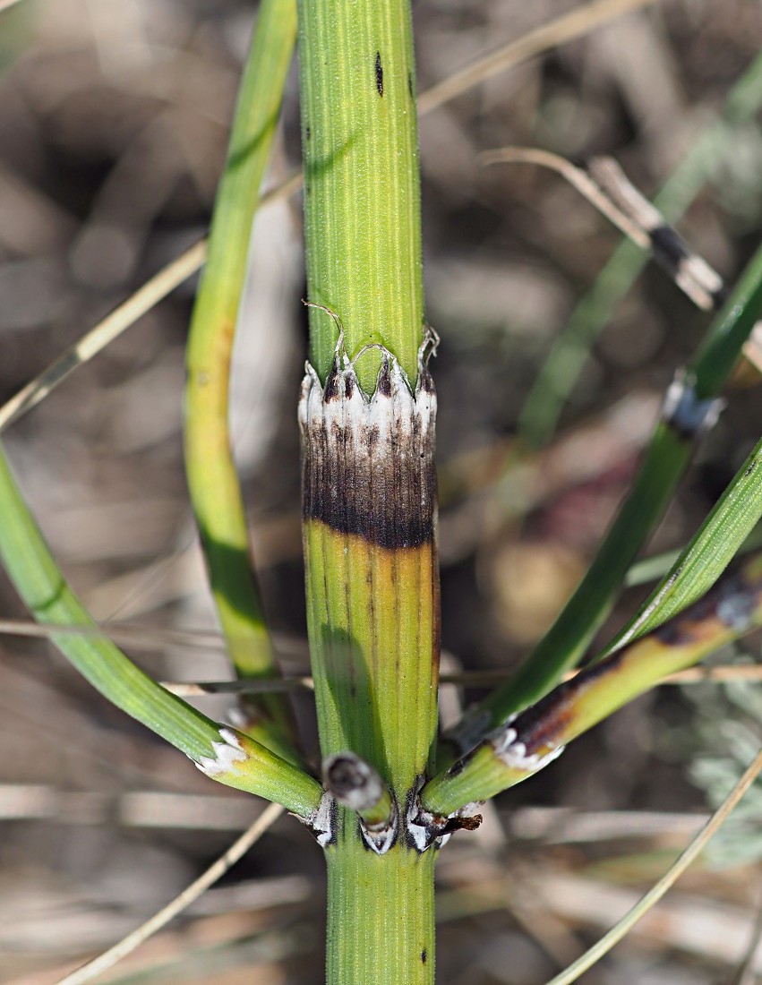 Изображение особи Equisetum ramosissimum.