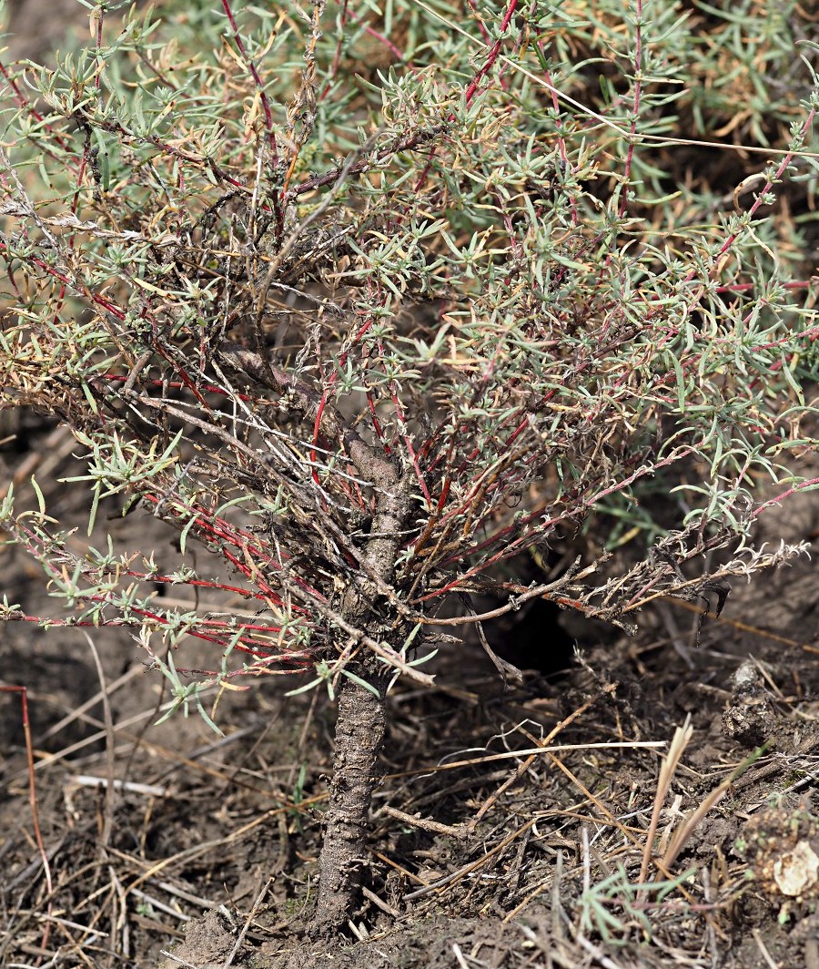 Image of Bassia prostrata specimen.