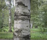 Betula utilis разновидность jacquemontii. Часть ствола. Москва, ГБС РАН, дендрарий. 29.08.2021.