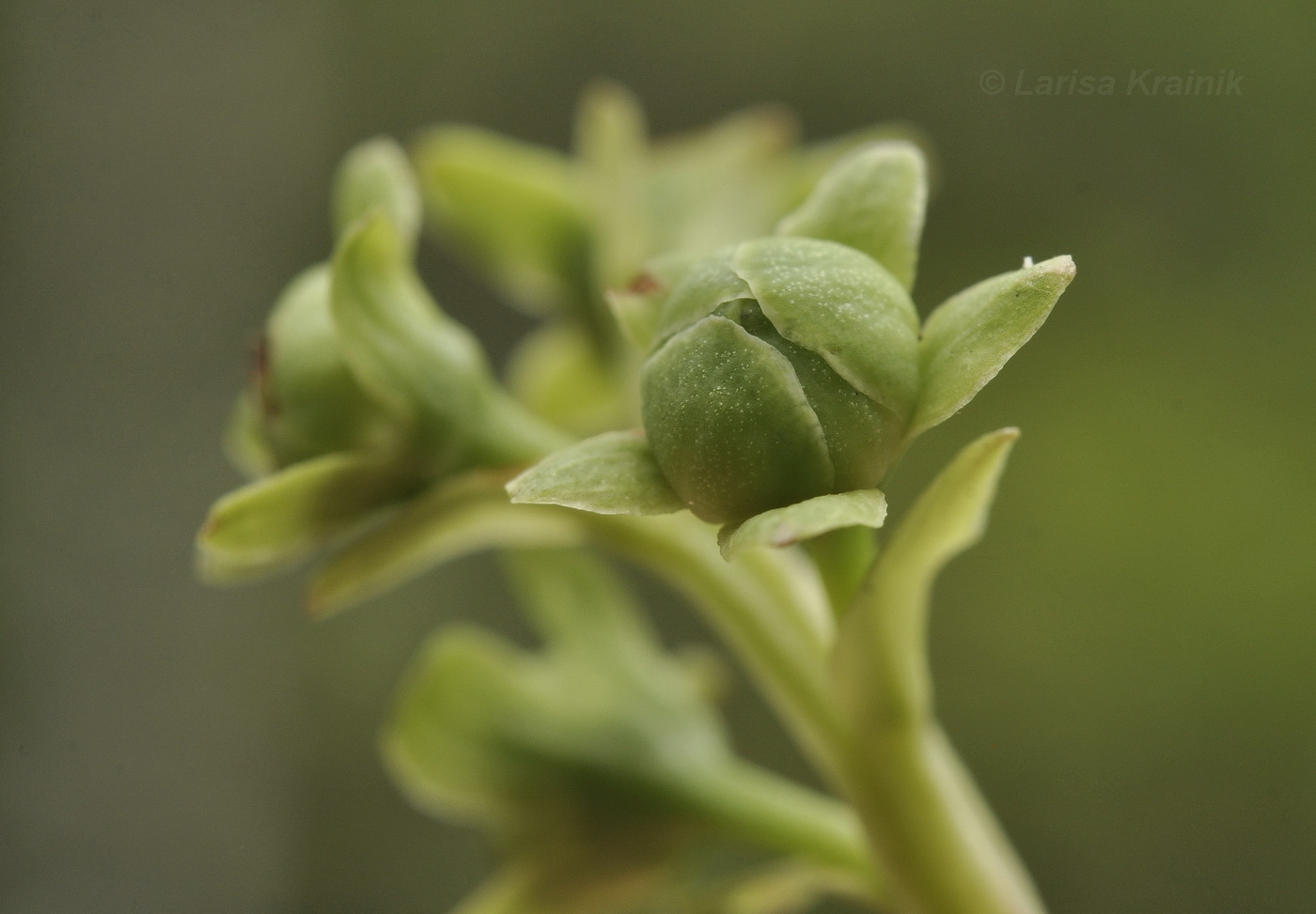 Image of Pyrola japonica specimen.