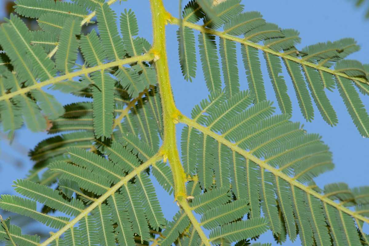 Изображение особи Vachellia sieberiana.