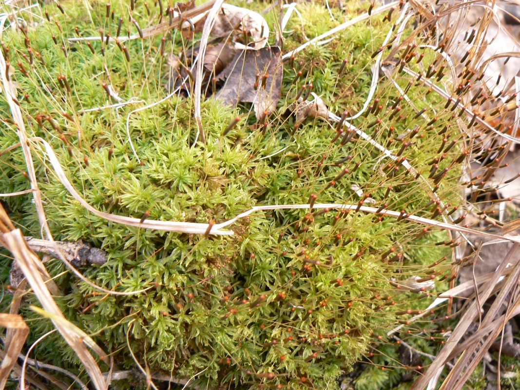 Image of Atrichum flavisetum specimen.