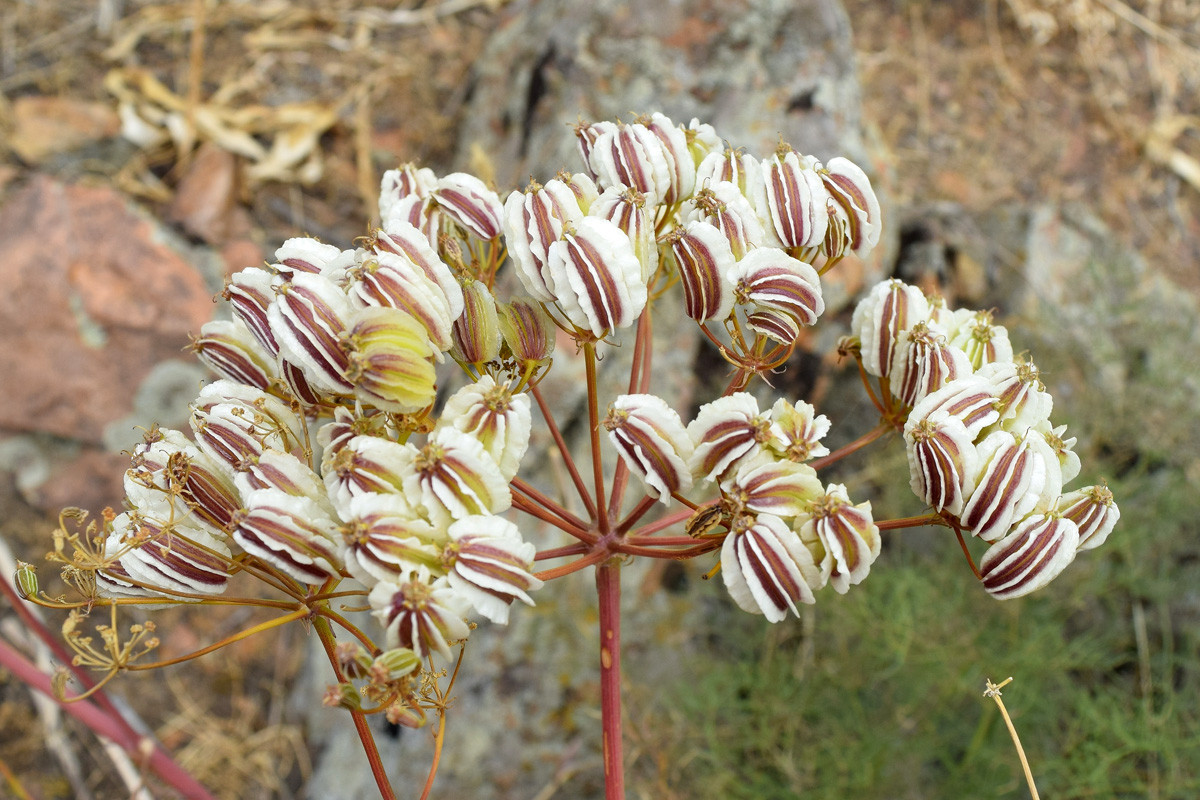 Image of Prangos tschimganica specimen.