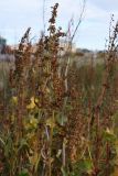 Rumex confertus