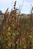 Rumex confertus. Верхушки побегов с соплодиями. Мурманская обл., Кольский р-н, с. Териберка, антропогенная луговина. 19.09.2021.