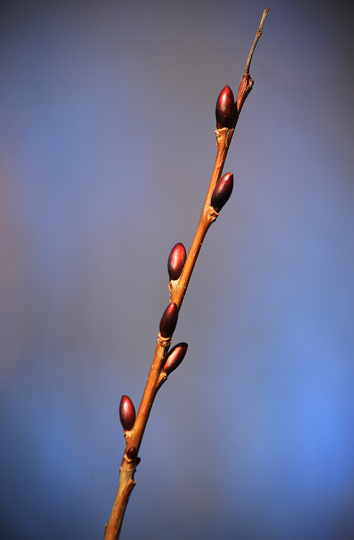 Image of Salix caprea specimen.