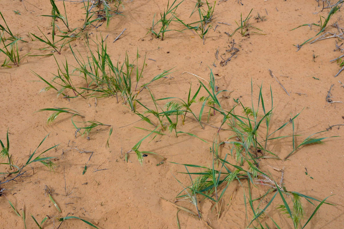 Image of Anisantha tectorum specimen.