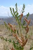 Glycyrrhiza glandulifera. Верхушка плодоносящего растения. Узбекистан, Джизакская обл., хребет Нуратау, Нуратинский заповедник, седловина на водоразделе между урочищами Хаятсай и Андыгенсай, около 1600 м н.у.м., на мелкоземе среди разнотравно-злаковой растительности. 23.07.2008.