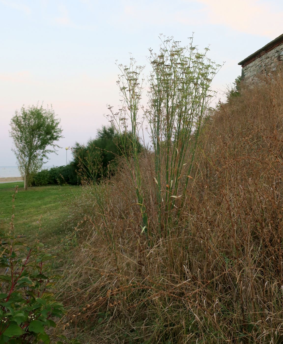 Image of Foeniculum vulgare specimen.