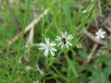 Stellaria longifolia. Цветки с кормящимся муравьём. Хабаровск, за 1-й краевой больницей. 12.05.2014.