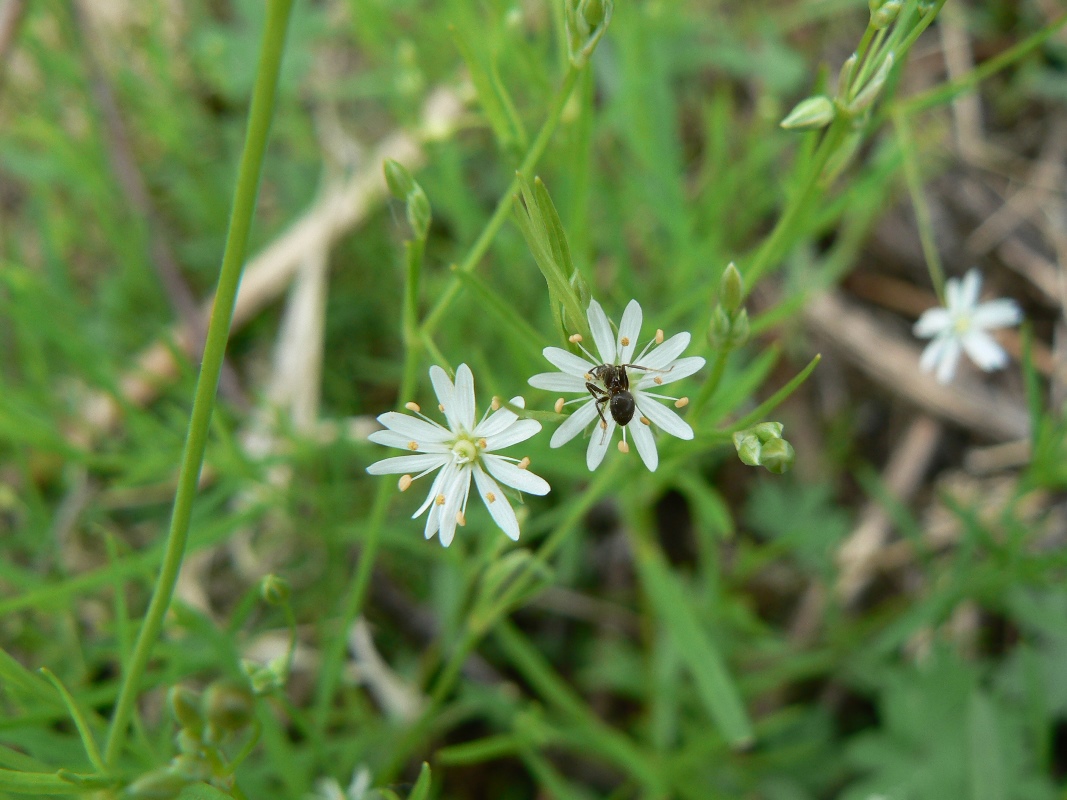 Image of Stellaria longifolia specimen.