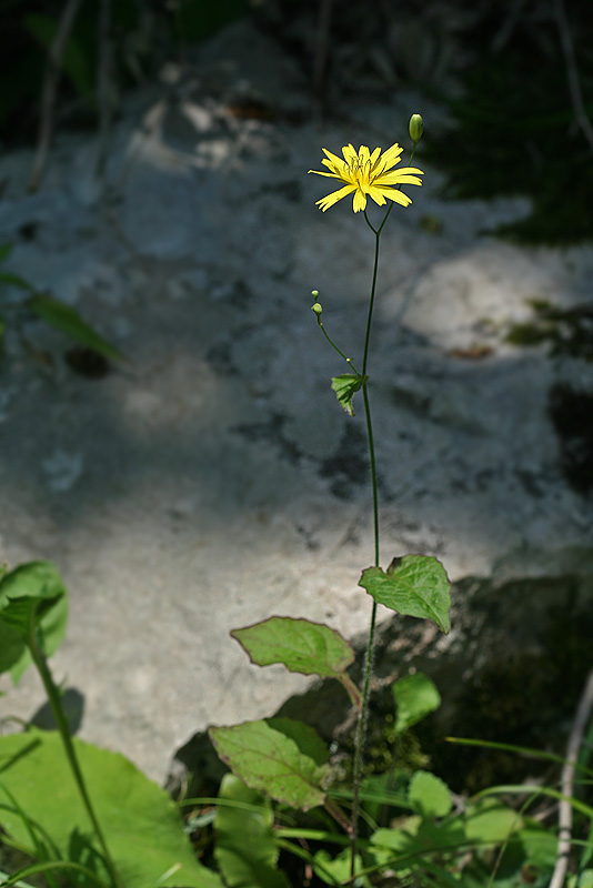 Image of Lapsana intermedia specimen.