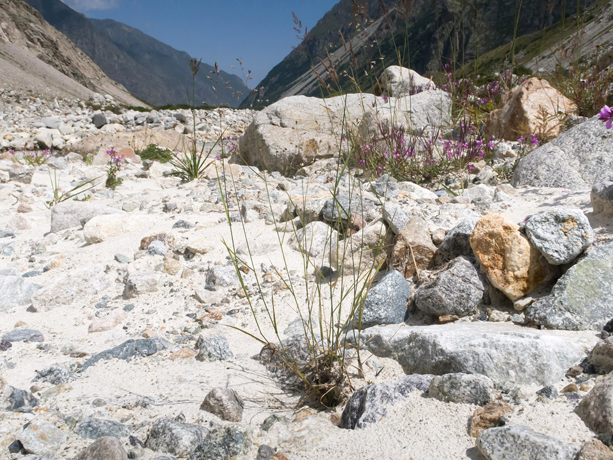 Image of genus Poa specimen.