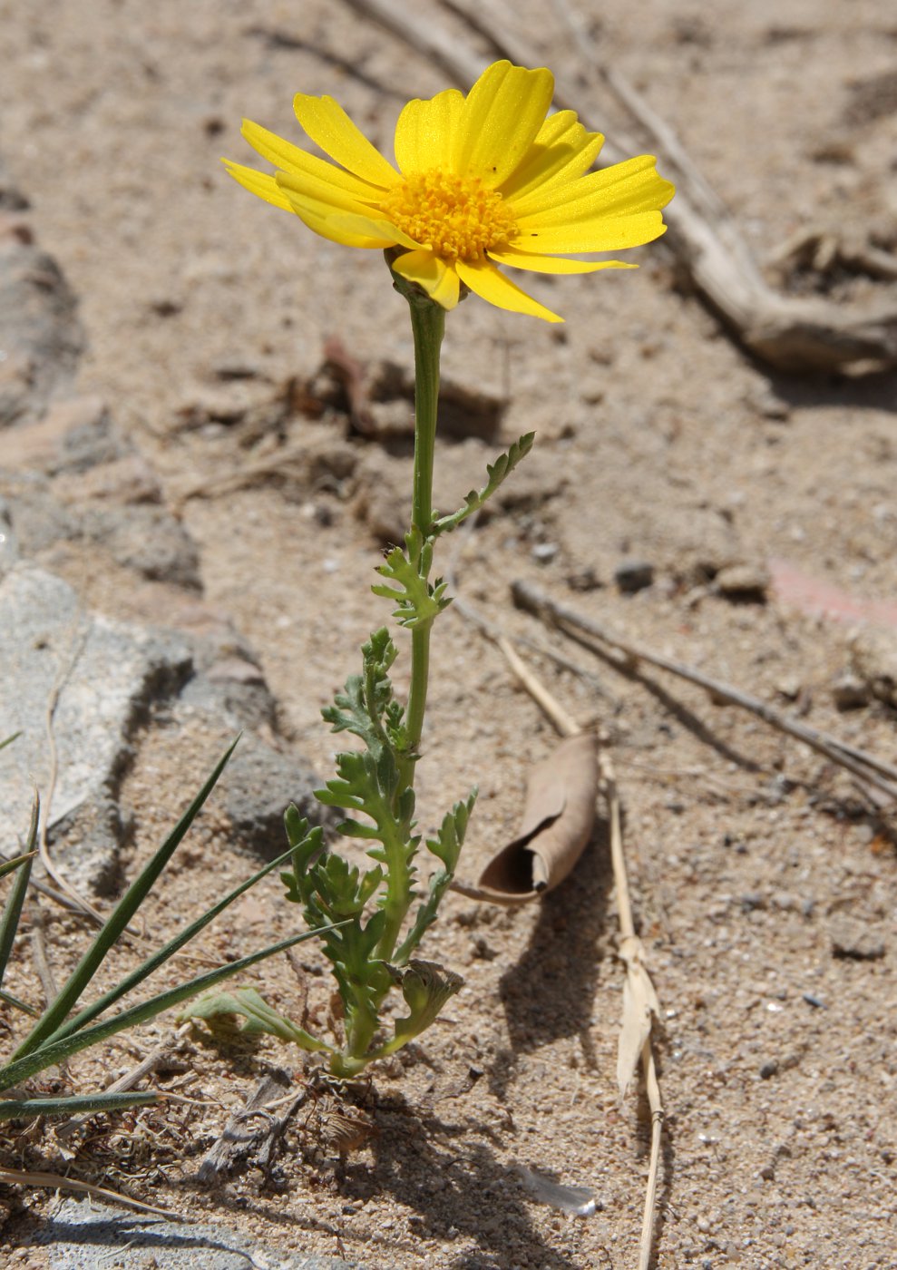 Изображение особи Glebionis coronaria.