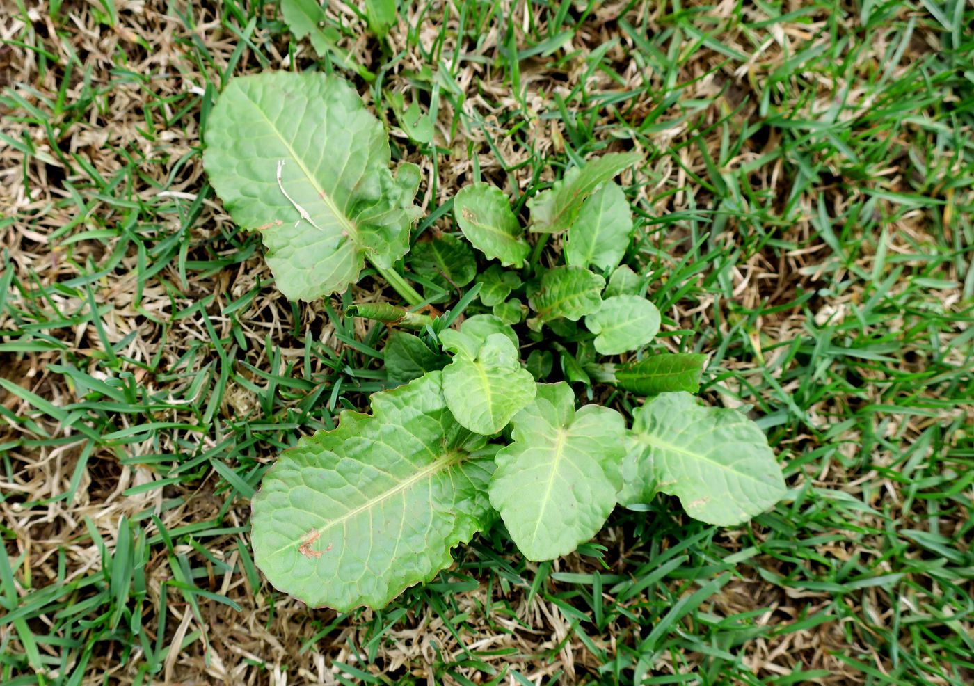 Image of Rumex obtusifolius specimen.