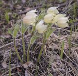 Pulsatilla uralensis. Цветущее растение. Пермский край, Кунгурский р-н, окр. с. Плехановское, восточнее ур. Спасская гора, разнотравный луг. 07.05.2022.