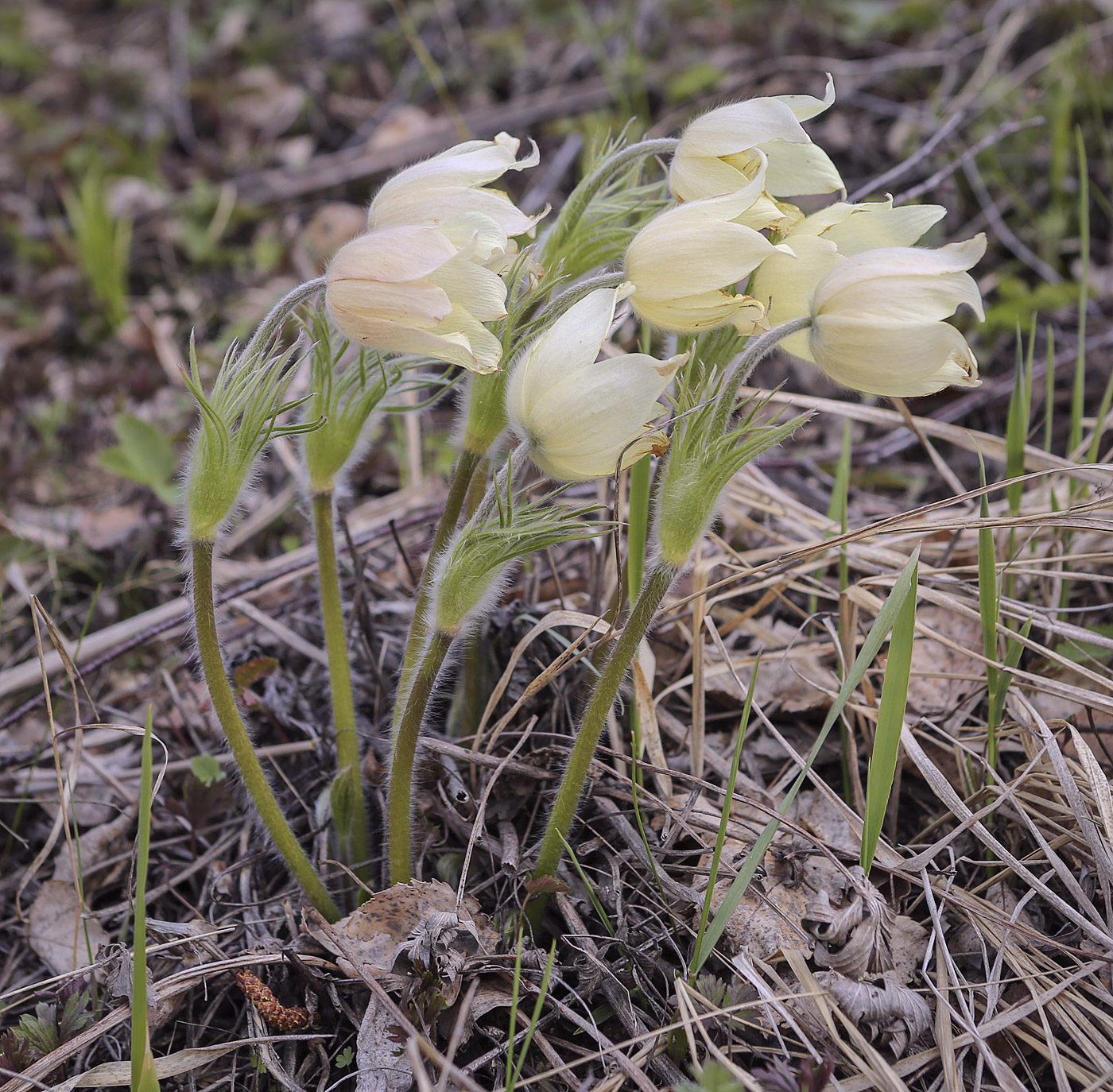 Изображение особи Pulsatilla uralensis.