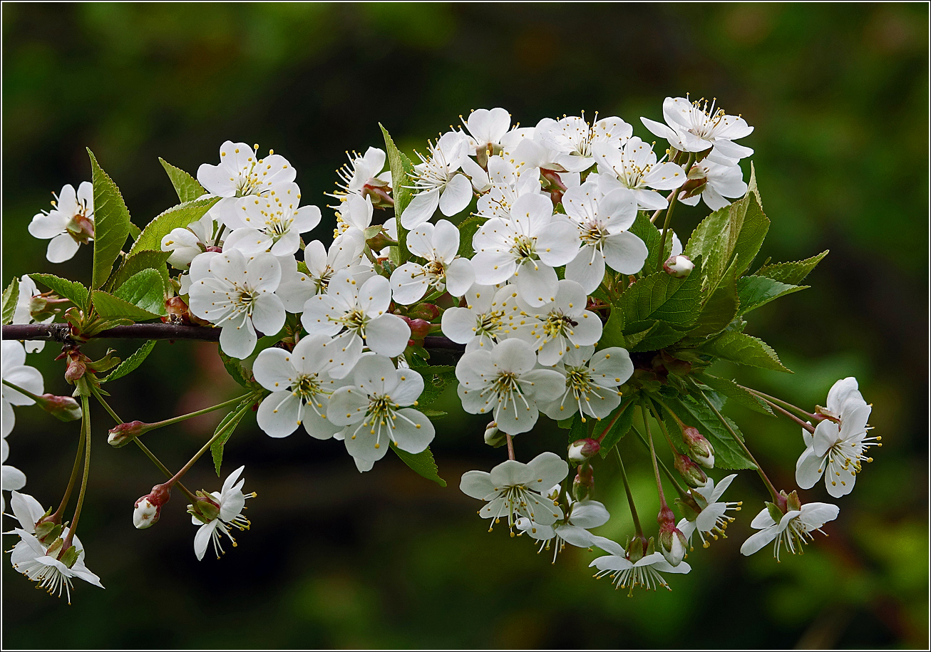 Изображение особи Cerasus vulgaris.