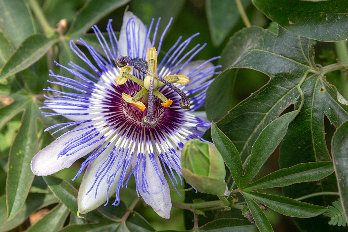 Image of Passiflora caerulea specimen.