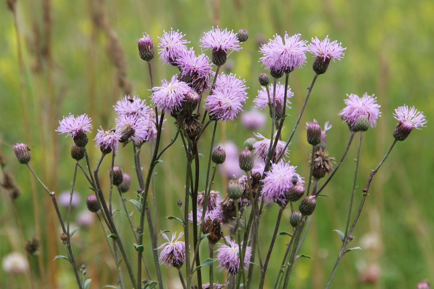 Image of Cirsium setosum specimen.