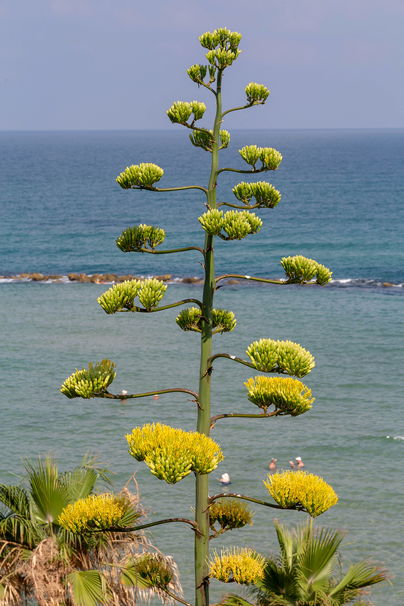 Изображение особи Agave americana.