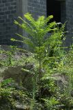 Ailanthus altissima. Молодое растение. Республика Абхазия, г. Сухум. 22.08.2009.