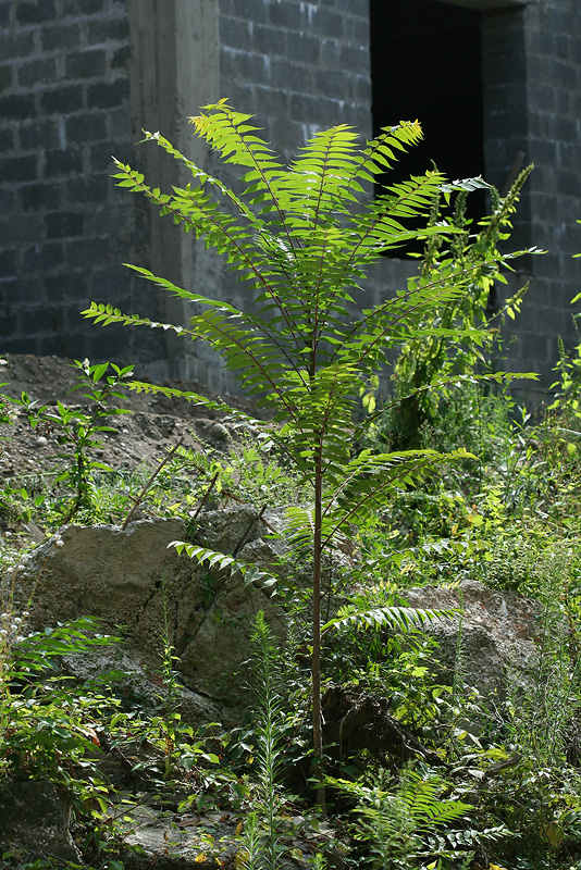 Изображение особи Ailanthus altissima.