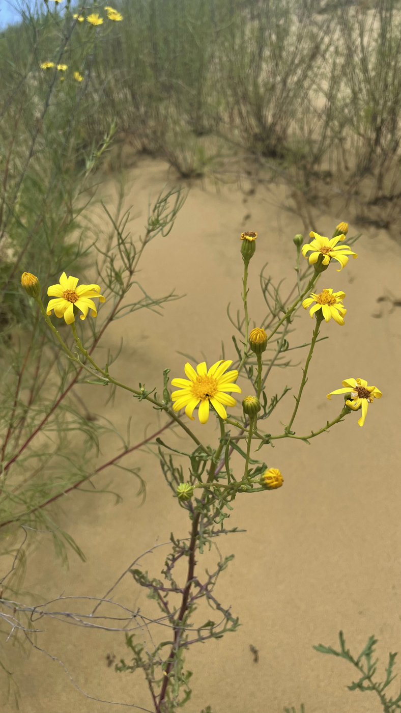 Изображение особи Senecio schischkinianus.