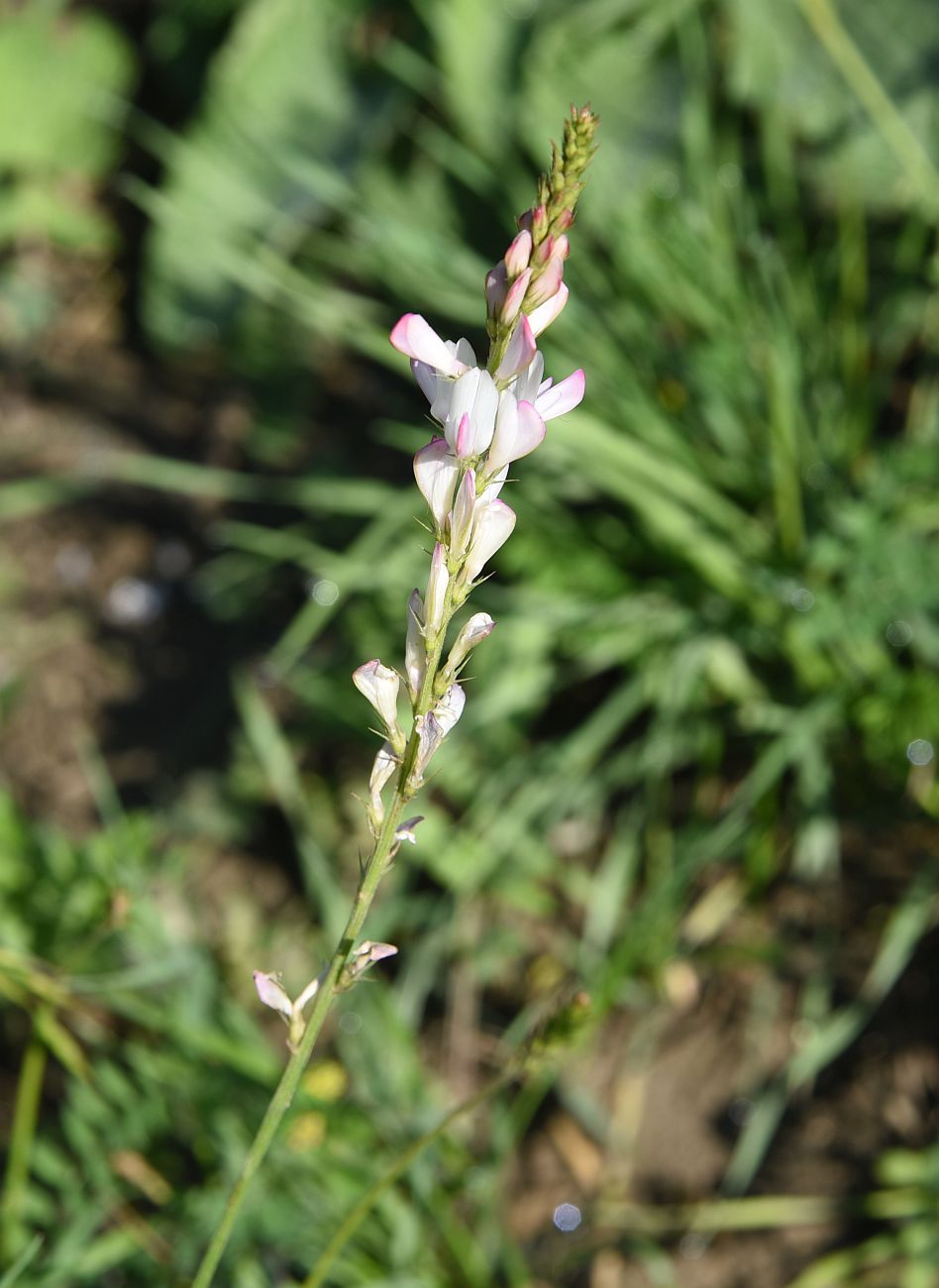 Image of genus Onobrychis specimen.